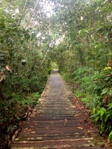 Bukit Lima Nature Reserve 4 photo