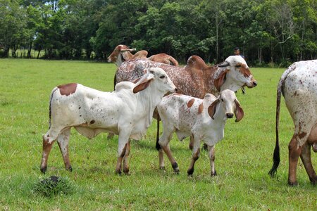 Livestock gyr calves photo