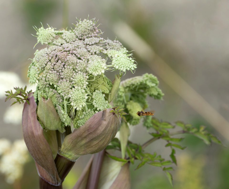 Budding hogweed with marmalade hoverfly