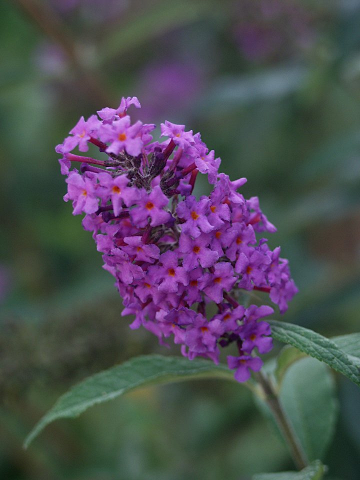 Buddleja davidii, 2020-09-27, Beechview, 01