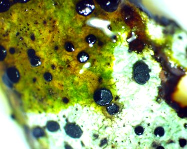 Buellia erubescens 57679605