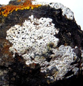 Buellia cranwelliae 8908132