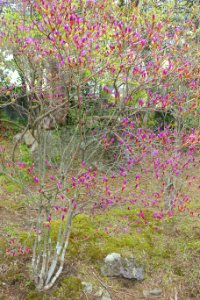 Buds - Gora Park - Hakone, Kanagawa, Japan - DSC08396