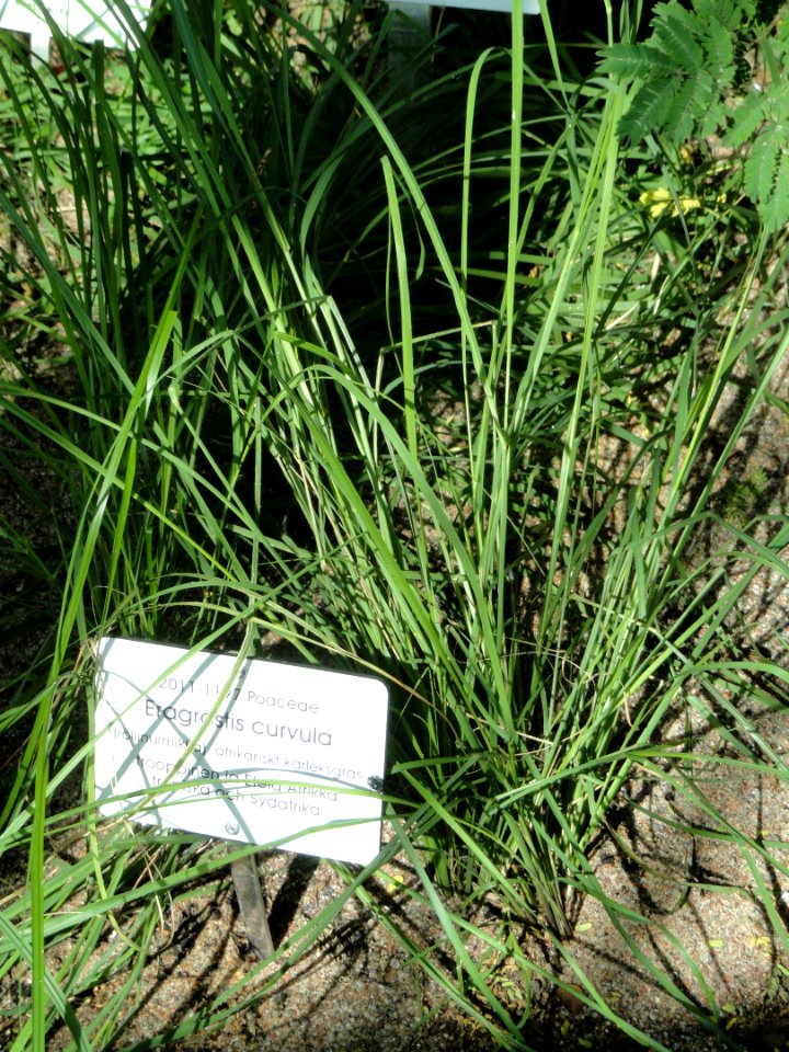 Eragrostis curvula - Botanical Garden in Kaisaniemi, Helsinki - DSC03677