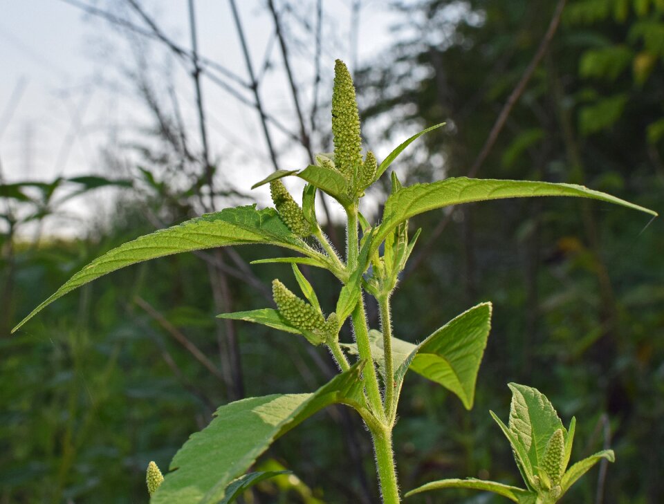 Plant nature medicinal