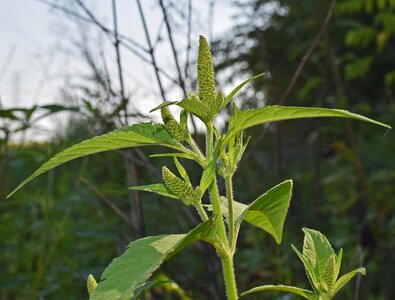 Plant nature medicinal