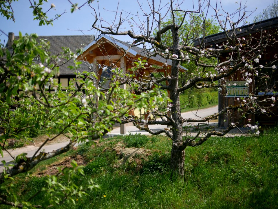 Engelsberger Freilichtmuseum Roscheider Hof Ganzer Baum H10