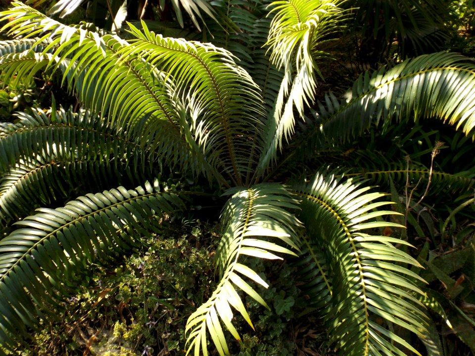 Encephalartos paucidentatus