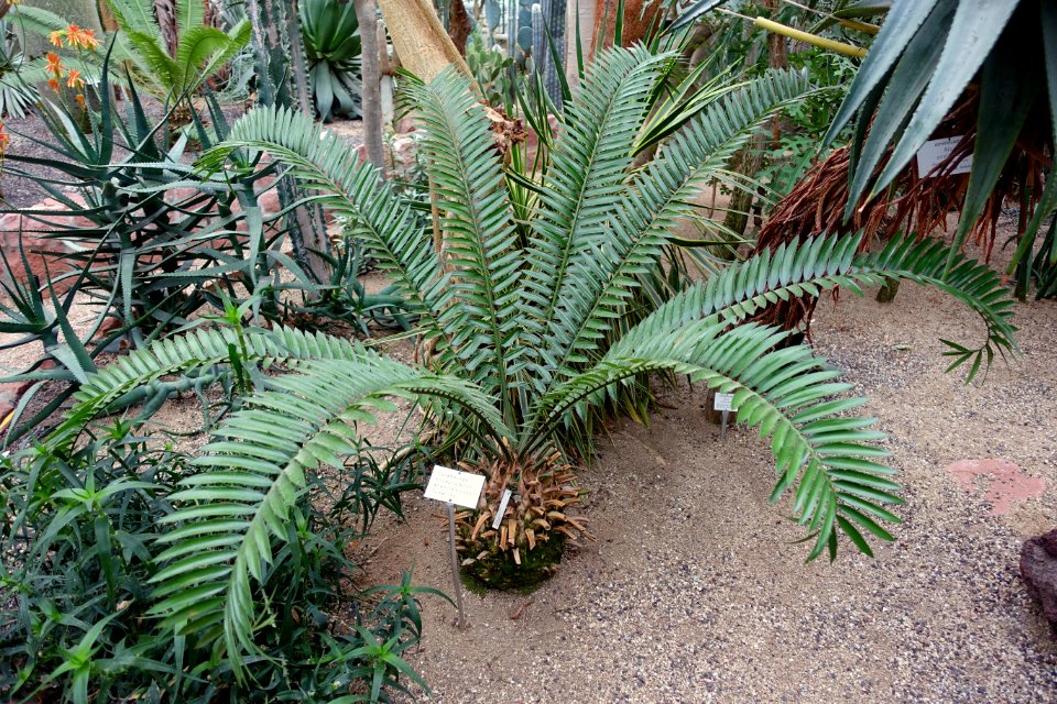 Encephalartos altensteinii - Botanischer Garten - Heidelberg, Germany - DSC01370