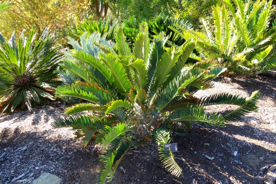 Encephalartos longifolius - Leaning Pine Arboretum - DSC05527