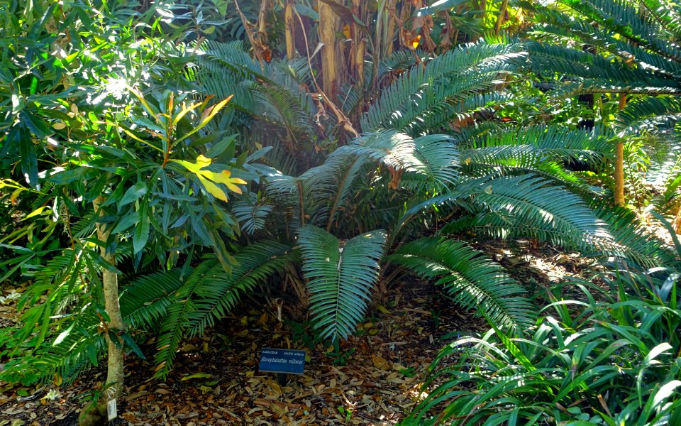 Encephalartos villosus - Marie Selby Botanical Gardens - Sarasota, Florida - DSC01131