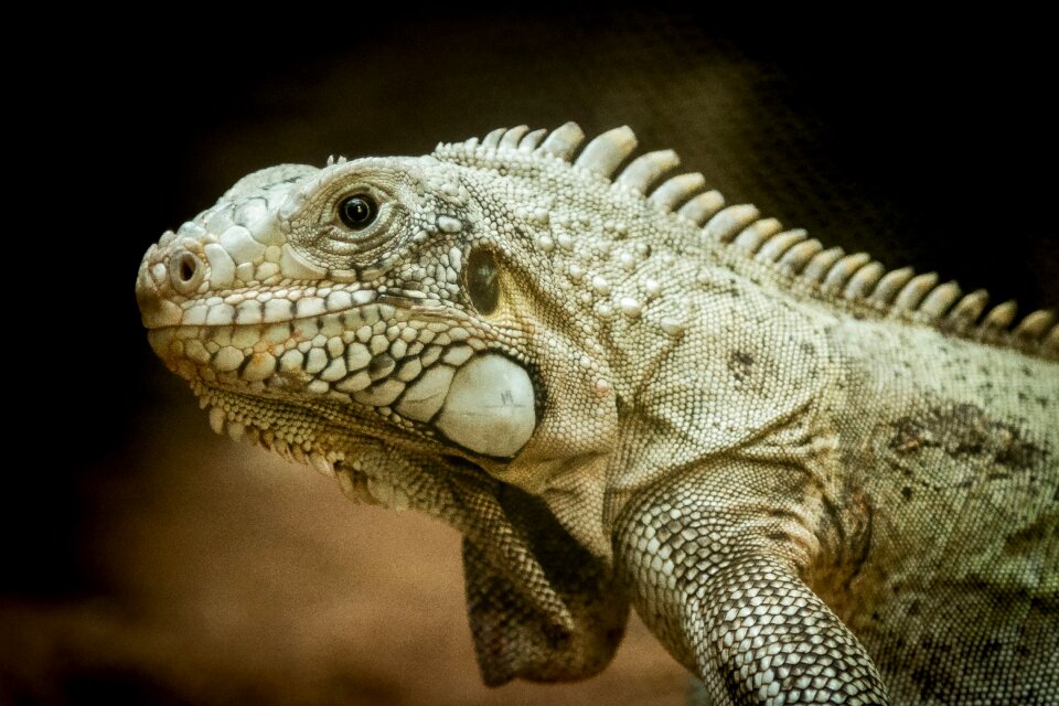 Reptile animal zoo