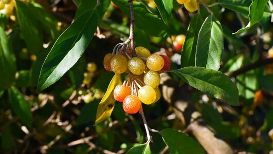 Nature edible berries