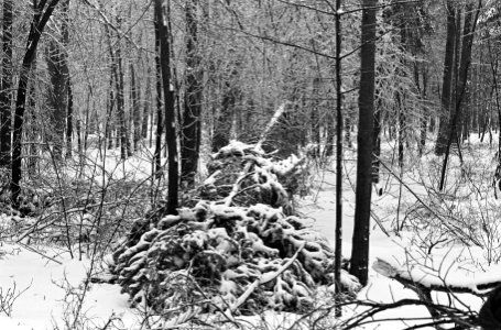 Enorme schade aan de bossen in Drenthe, Bestanddeelnr 918-7658