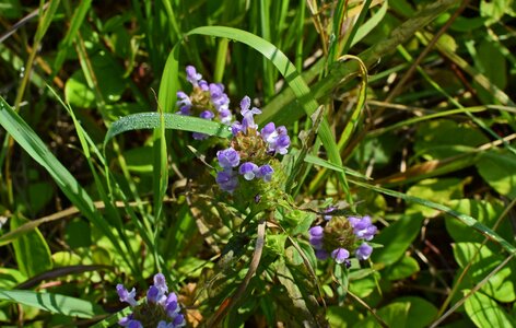 Bloom nature plant