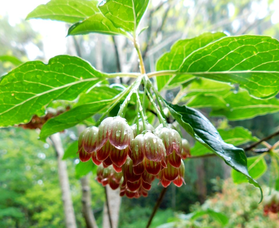Enkianthus chinensis