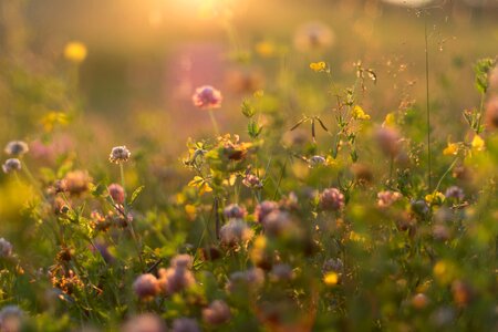 Grass light golden photo