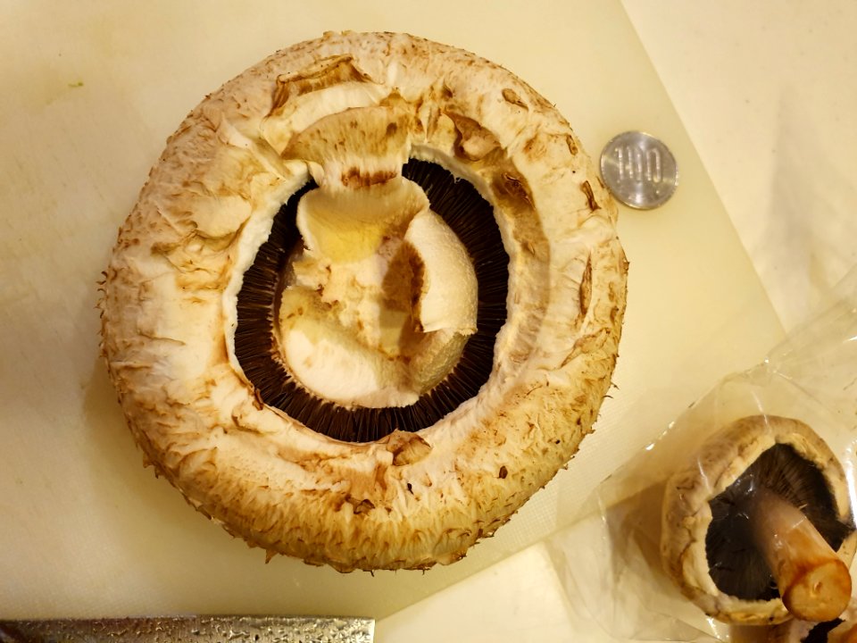 Enorme champignon de Paris, trouvé au Japon