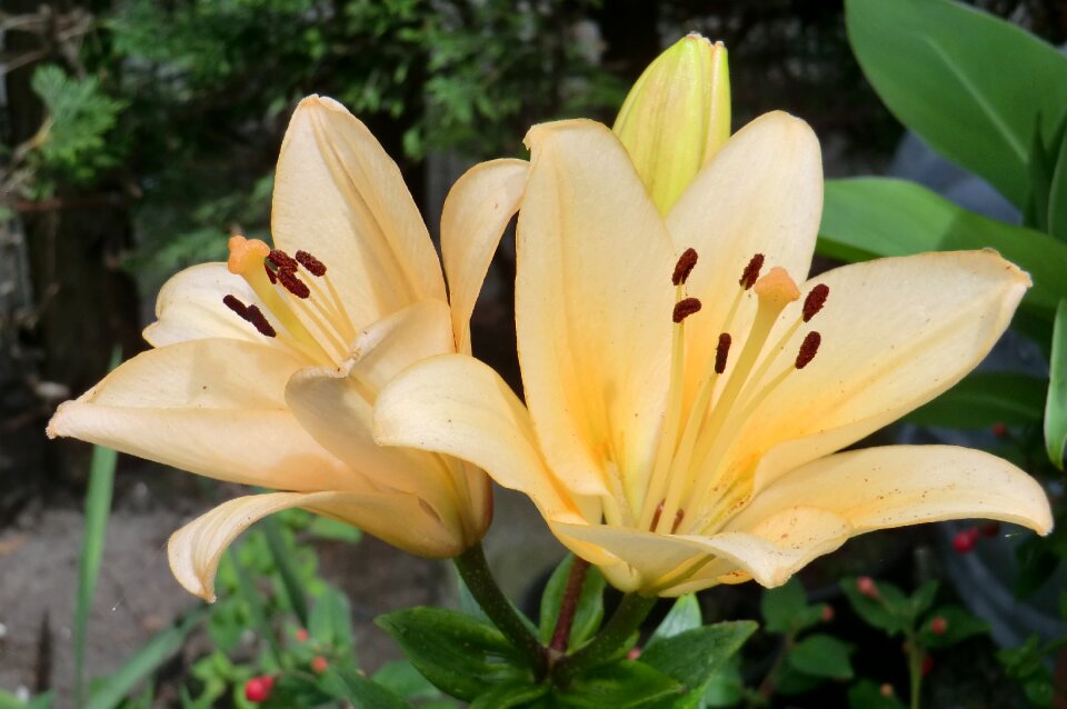 Summer sheet lily