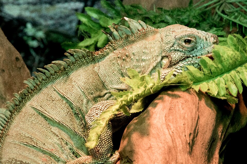 Reptile animal zoo