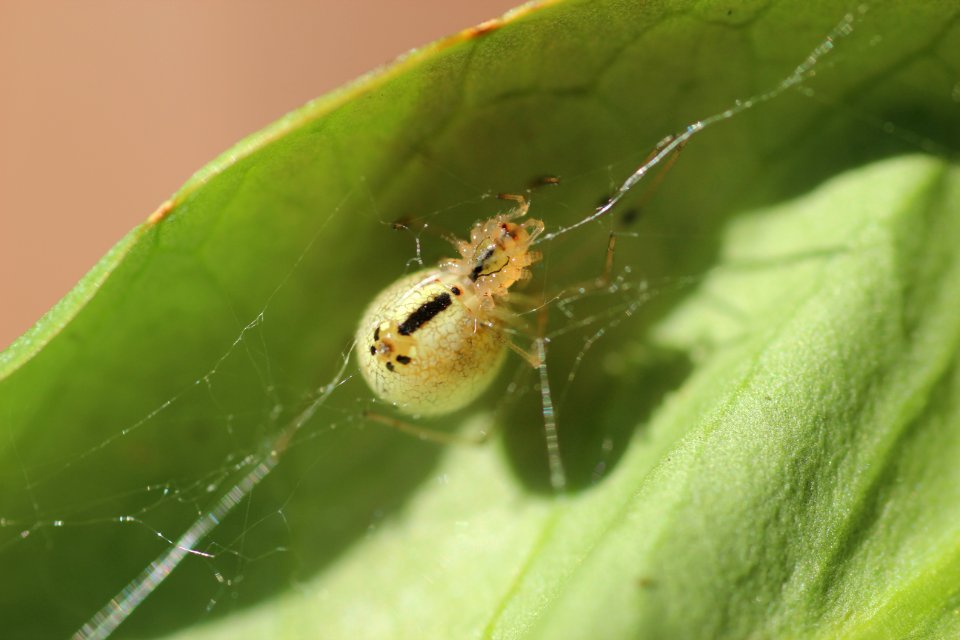 Enoplognatha ovata or Enoplognatha latimana while spinning a thread