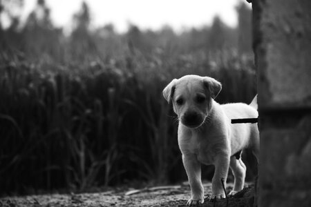 Animal cute pet
