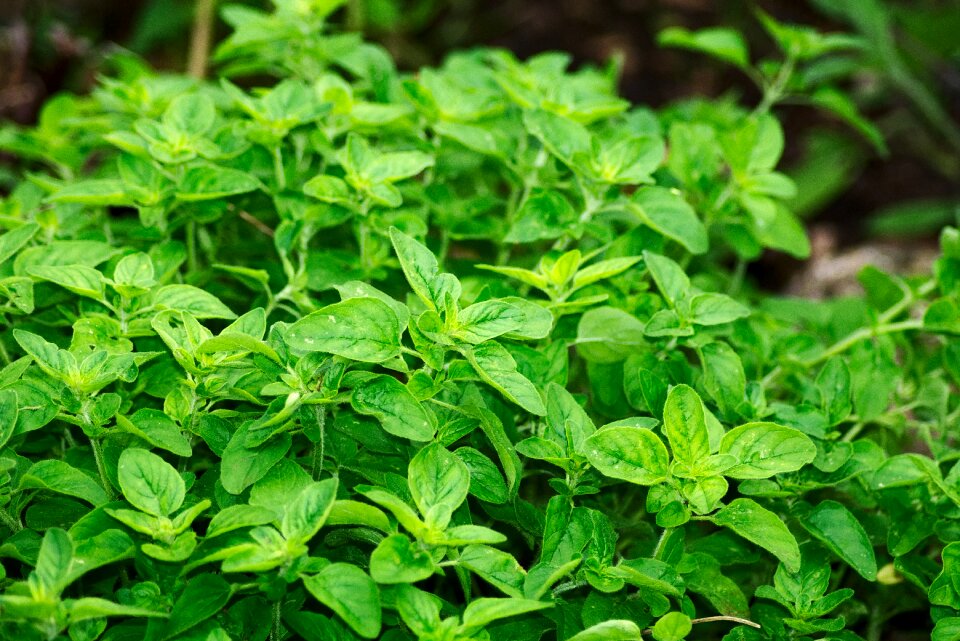 Mediterranean culinary herbs edible