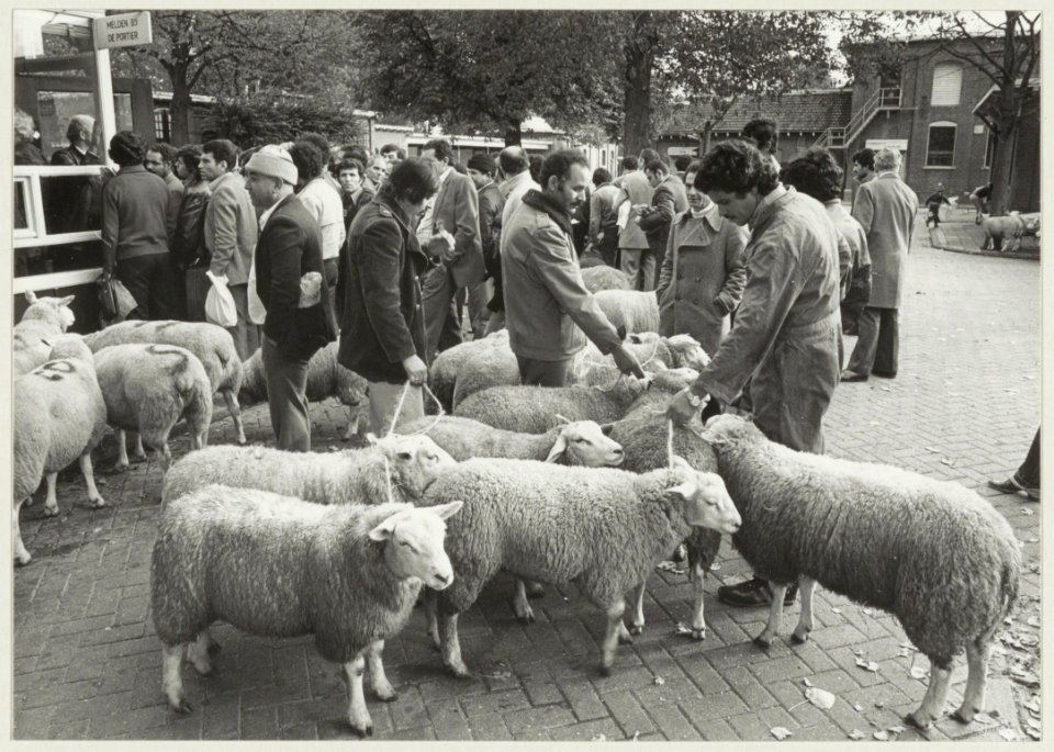 Enige tientallen moslims bij de poort van het slachthuis voor het ritueel slachten van een schaap. NL-HlmNHA 54011495