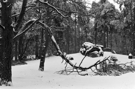 Enorme schade aan de bossen in Drenthe, tengevolge van de ijzel breken takken, Bestanddeelnr 918-7656