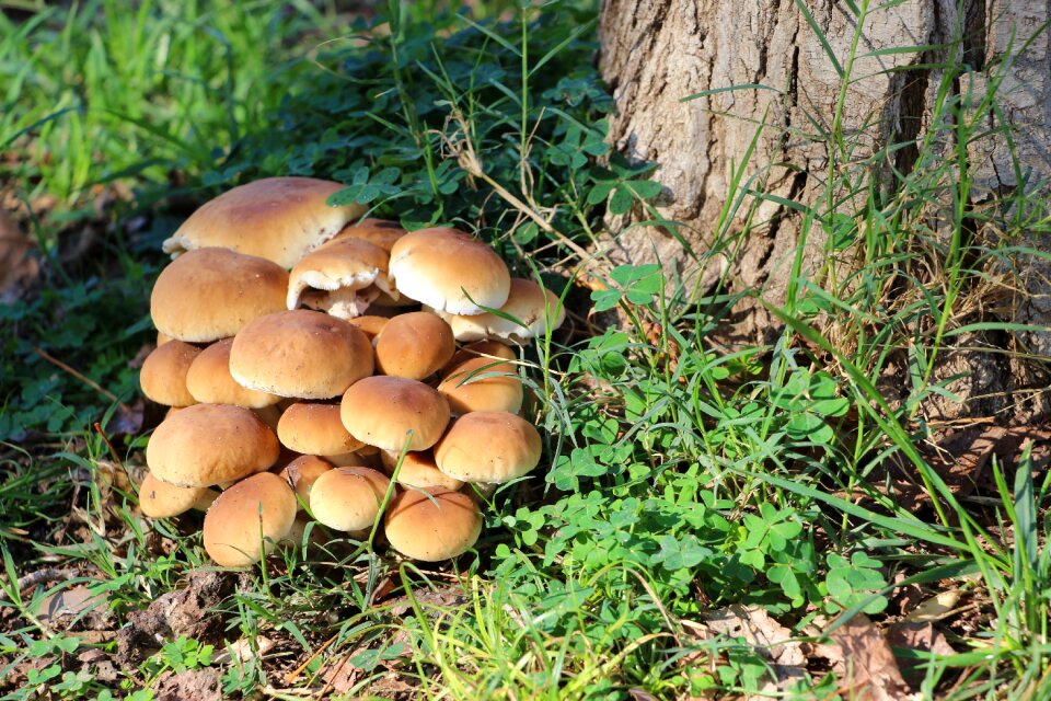 Forest fungi soil photo