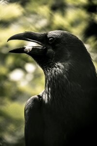 Feathers black portrait