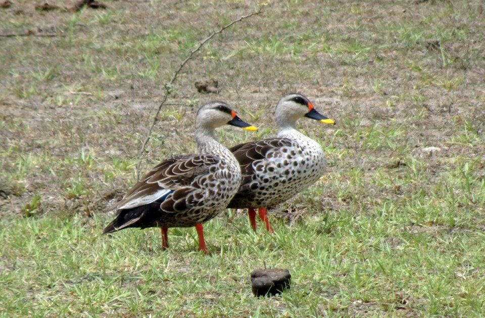 Wildlife spot-billed duck pair