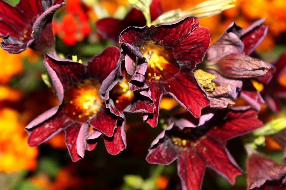 Floral color design
