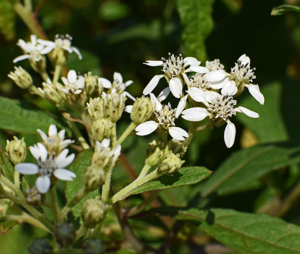 Blossom bloom plant