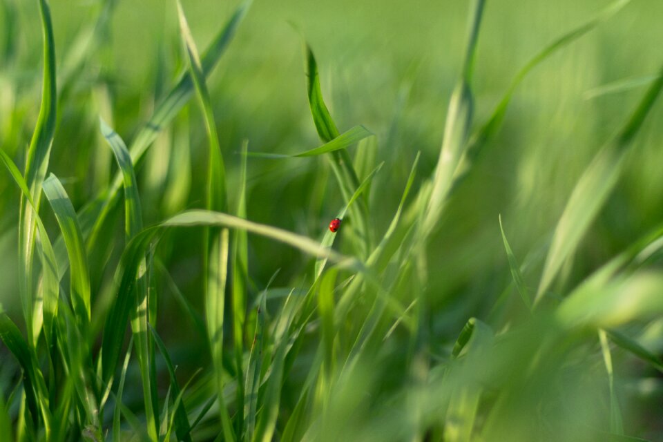 Ladybug green grass