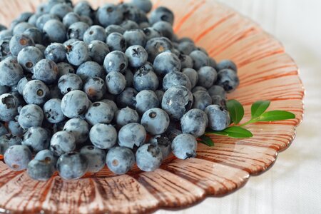 Bilberry american fruit nature