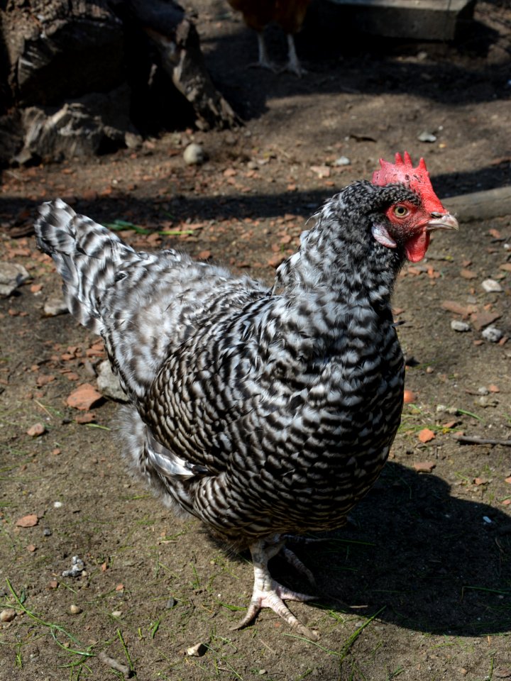 Gesperberte Sachsenhuhn Henne Betise (3)
