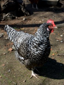 Gesperberte Sachsenhuhn Henne Betise (3)