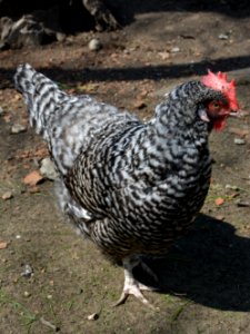 Gesperberte Sachsenhuhn Henne Betise (2)