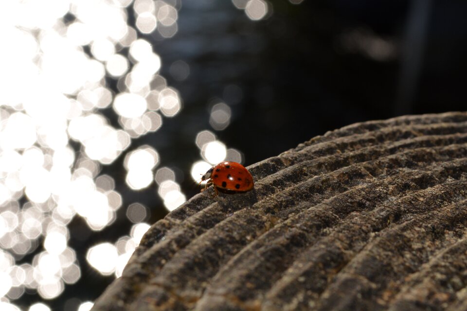 Ladybug ladybird insect