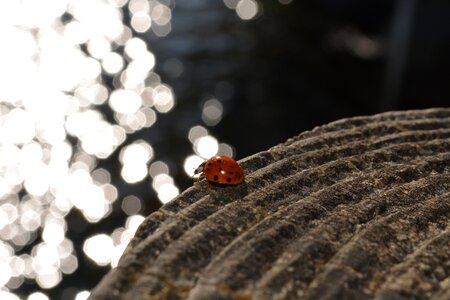 Ladybug ladybird insect photo