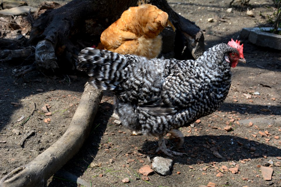 Gesperberte Sachsenhuhn Henne Betise (5)
