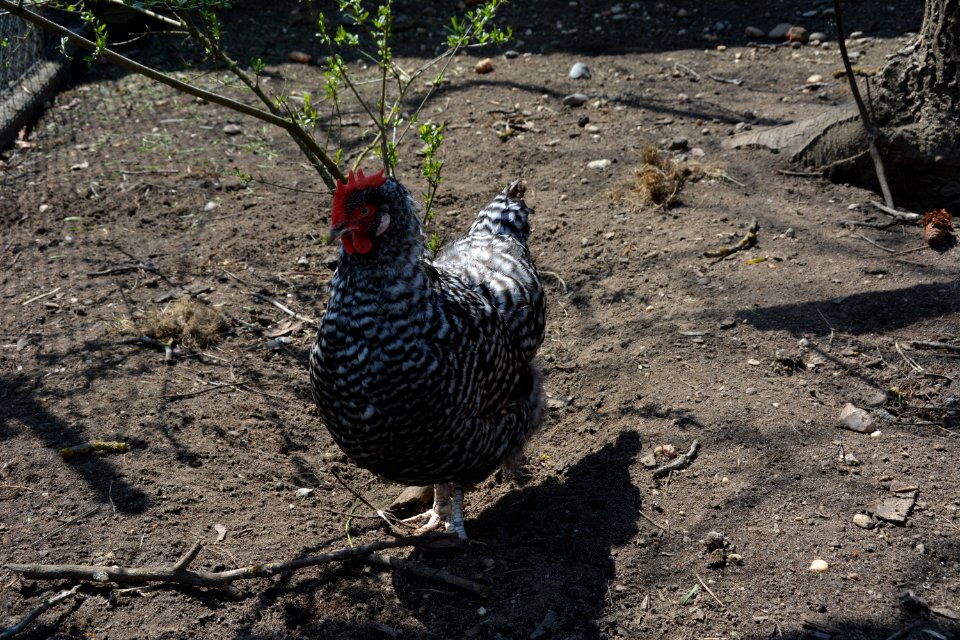 Gesperberte Sachsenhuhn Henne Betise (4)