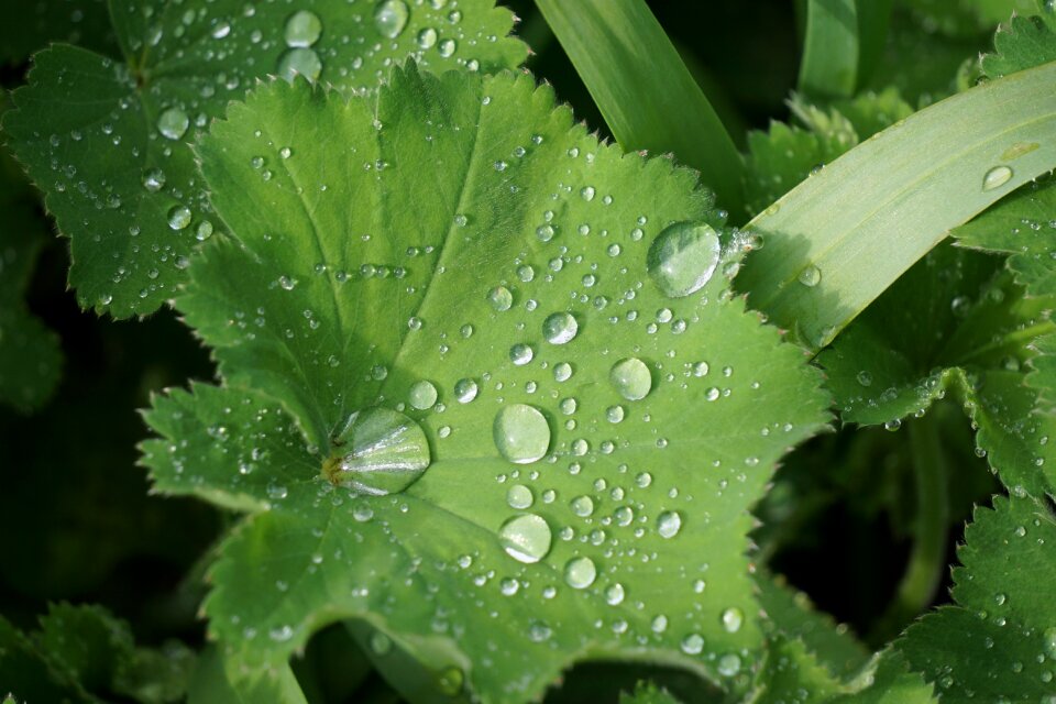 Drop of water leaf green