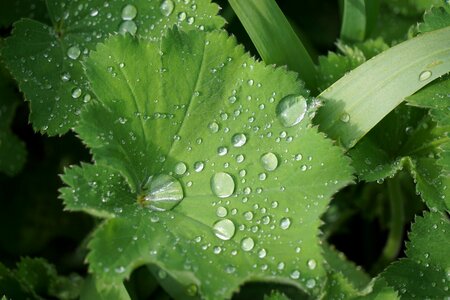 Drop of water leaf green photo