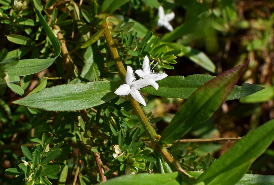Bloom wildflower plant