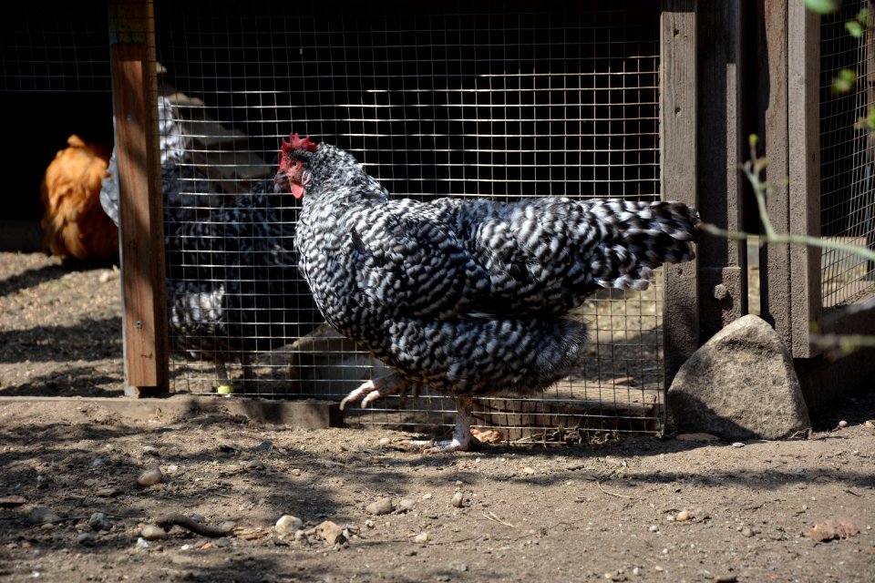 Gesperberte Sachsenhuhn Henne Betise vor Voliere