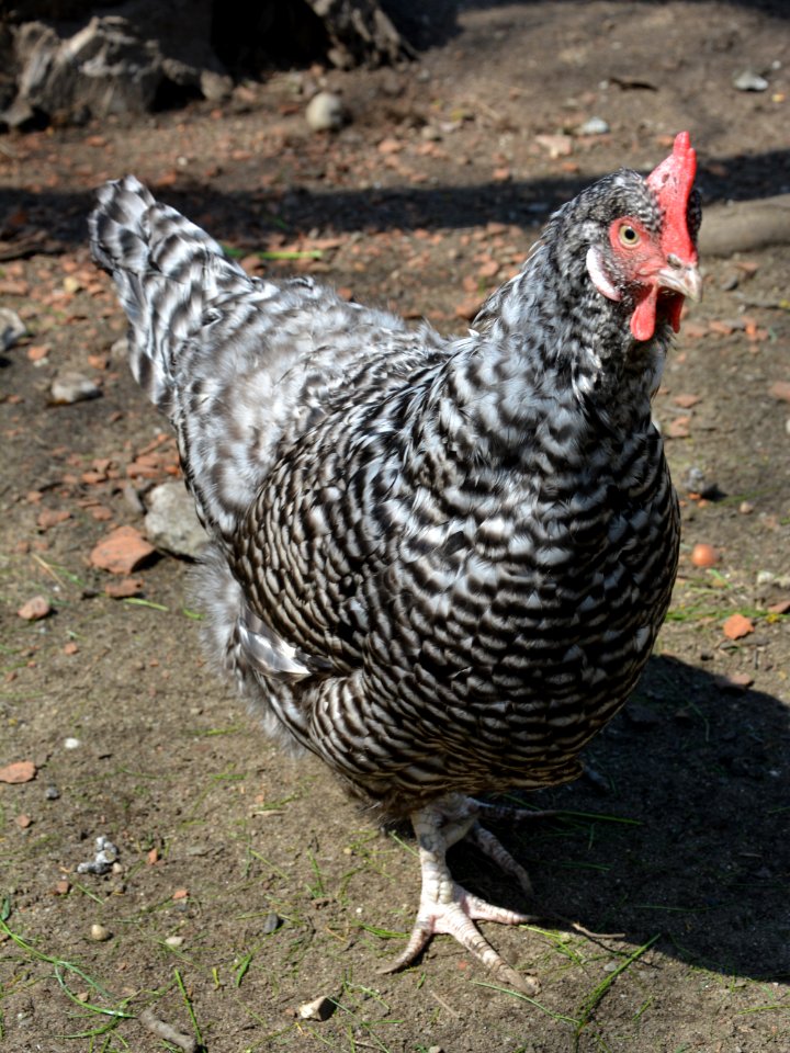 Gesperberte Sachsenhuhn Henne Betise