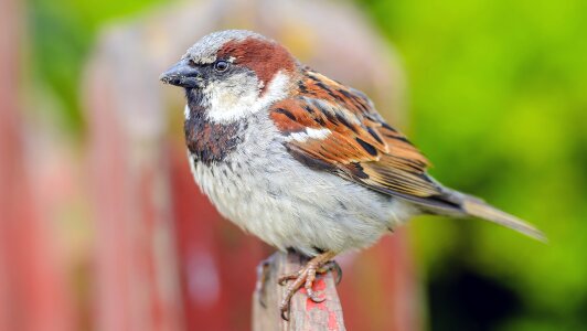 Sparrow bird picket fence photo