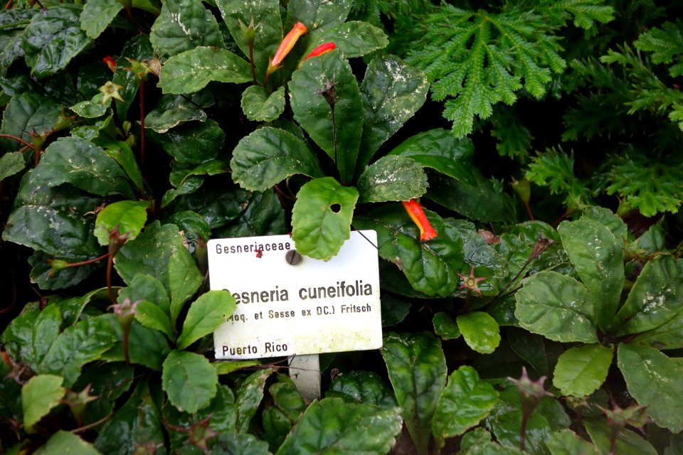 Gesneria cuneifolia - Botanischer Garten, Dresden, Germany - DSC08780
